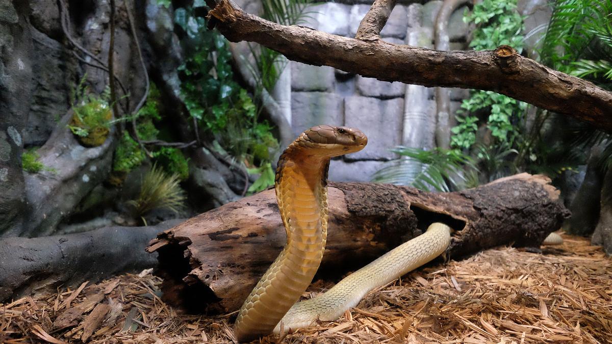 bronx zoo - tierpark der superlative