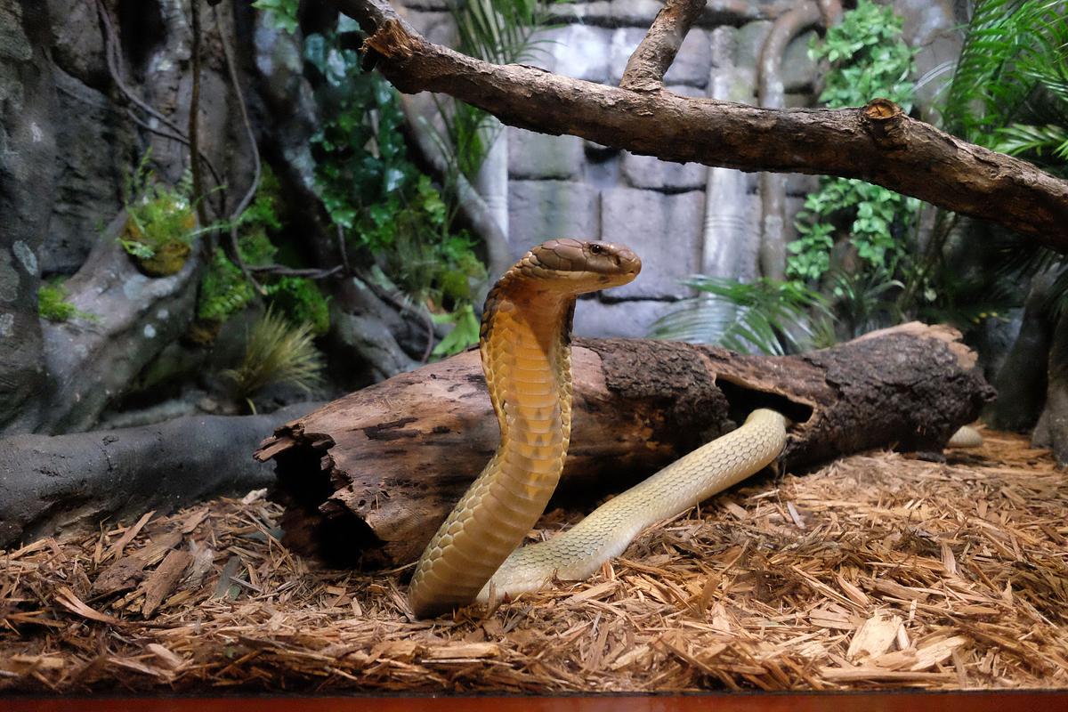 Bronx Zoo - Tierpark der Superlative bronx zoo - tierpark der superlative