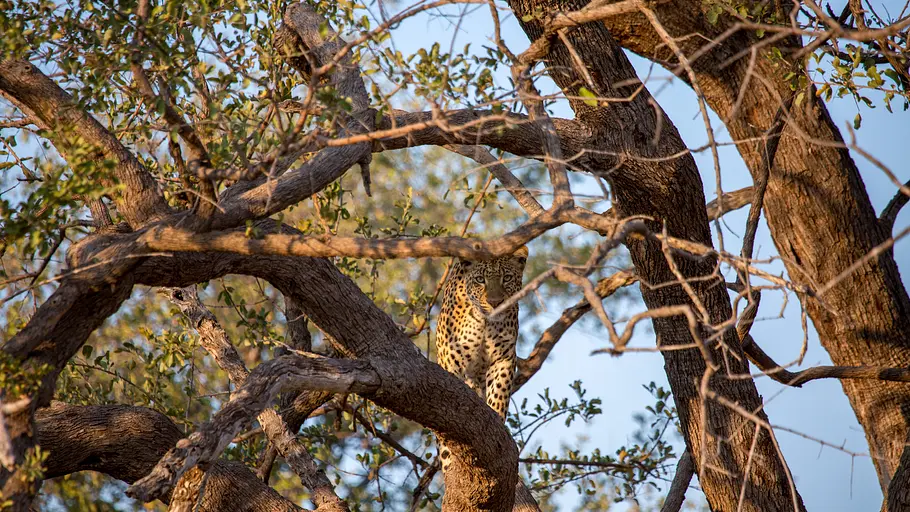 malika jagt - abenteuer einer leopardin
