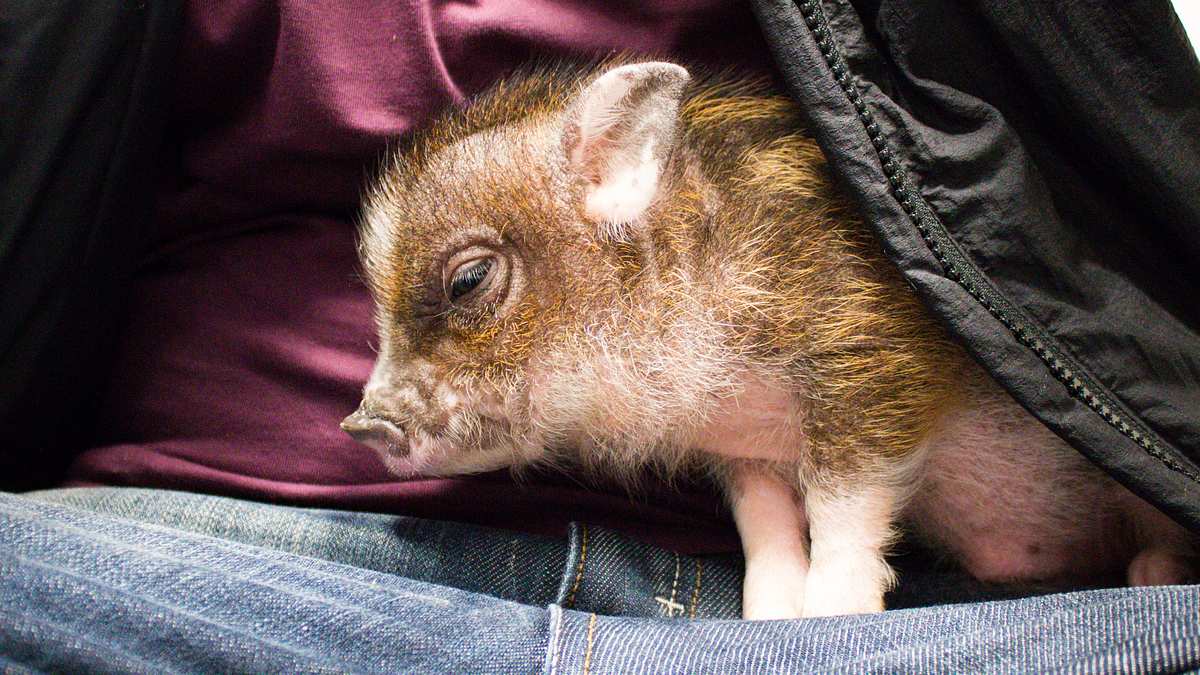 die tierärzte von houston