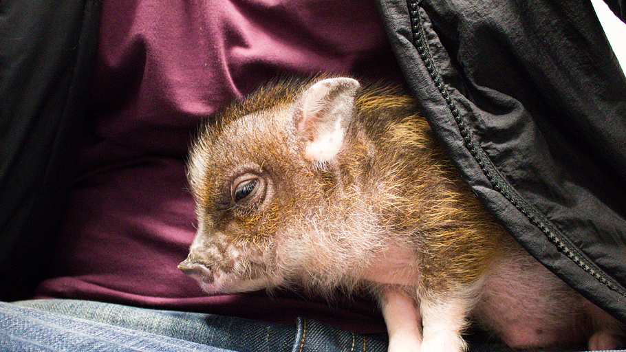 die tierärzte von houston