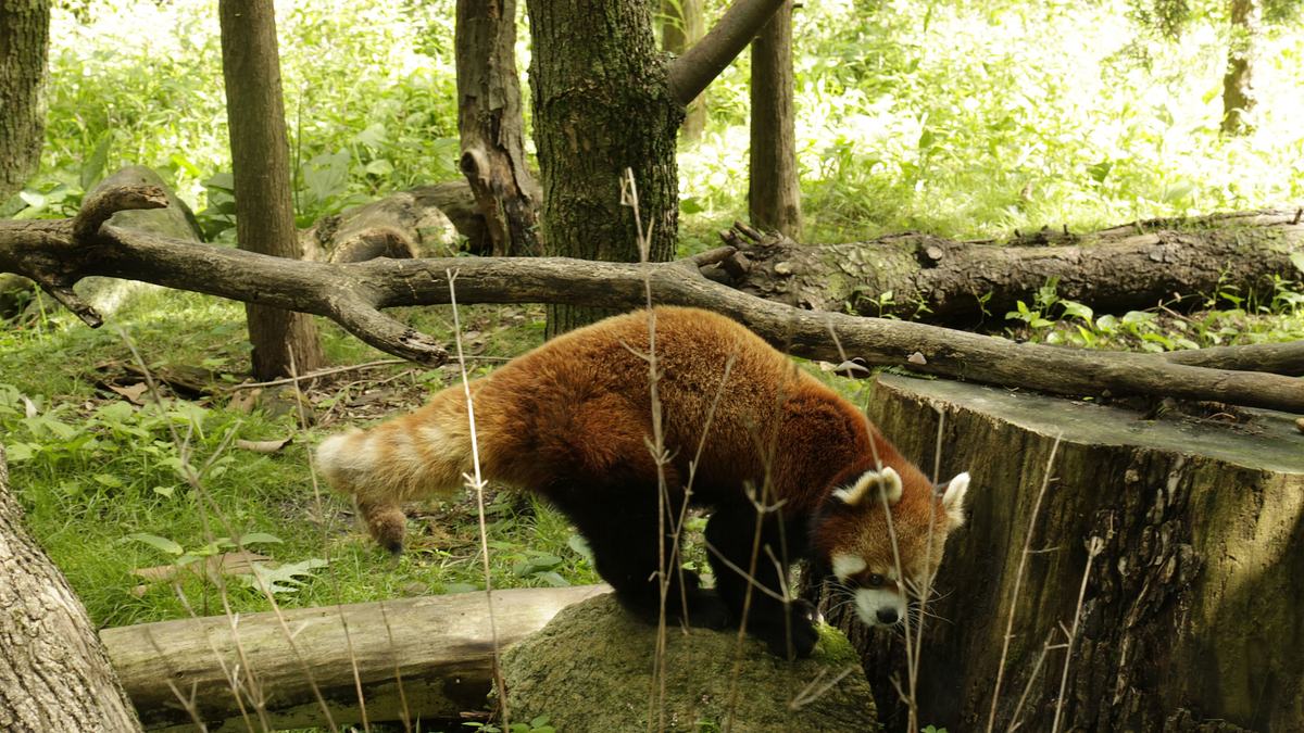 bronx zoo - tierpark der superlative