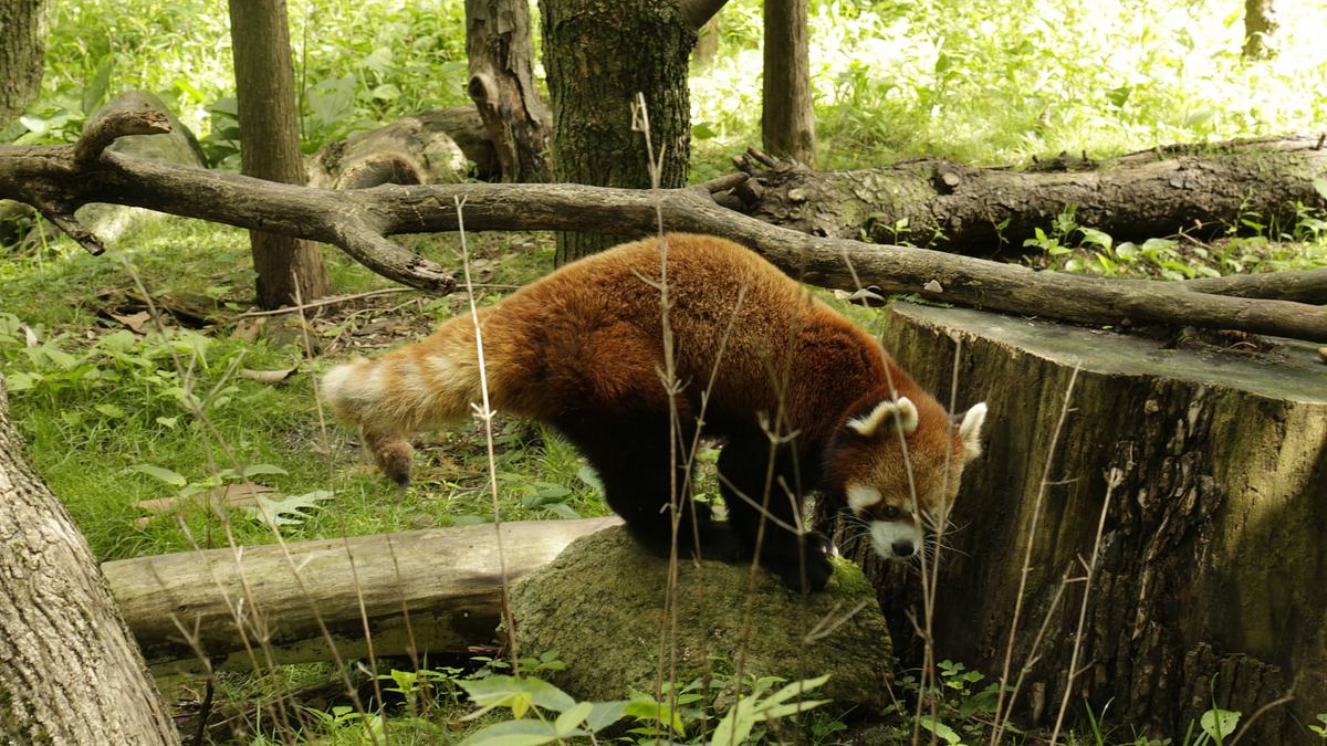 bronx zoo - tierpark der superlative