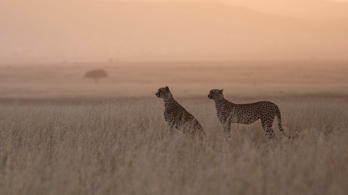 tierbabys in afrika