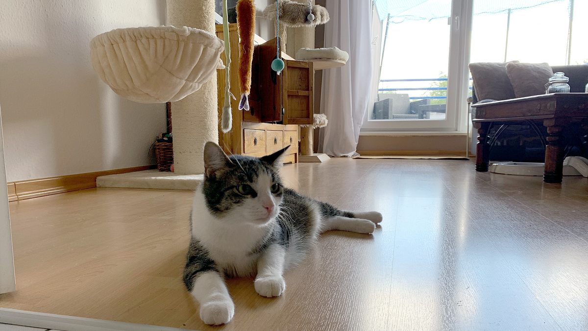das geheime wesen der katzen