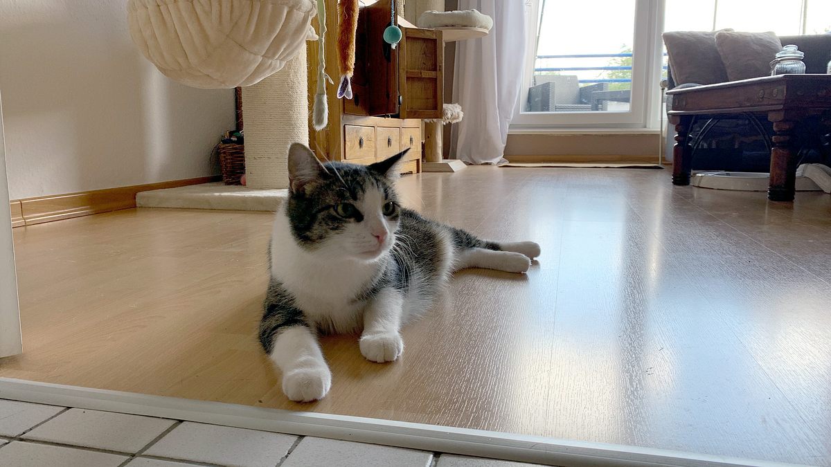 das geheime wesen der katzen