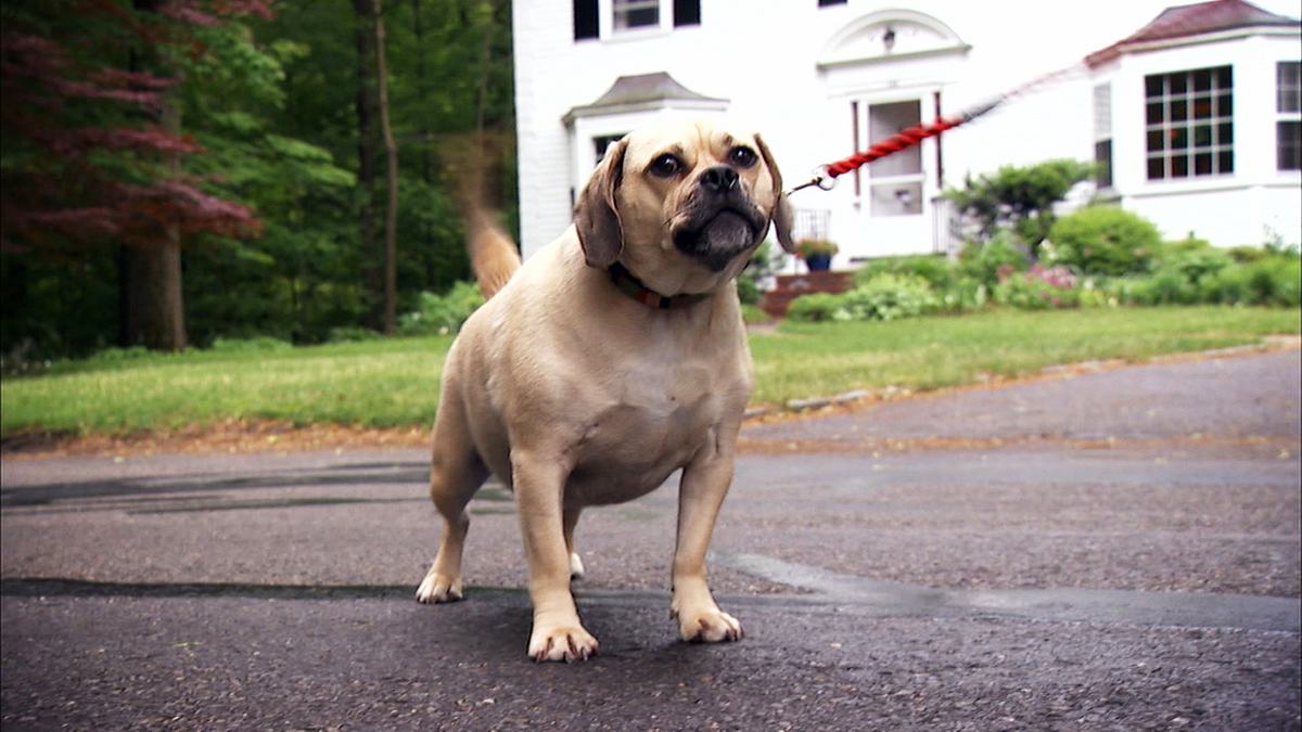 Das große Hunde-ABC das große hunde-abc