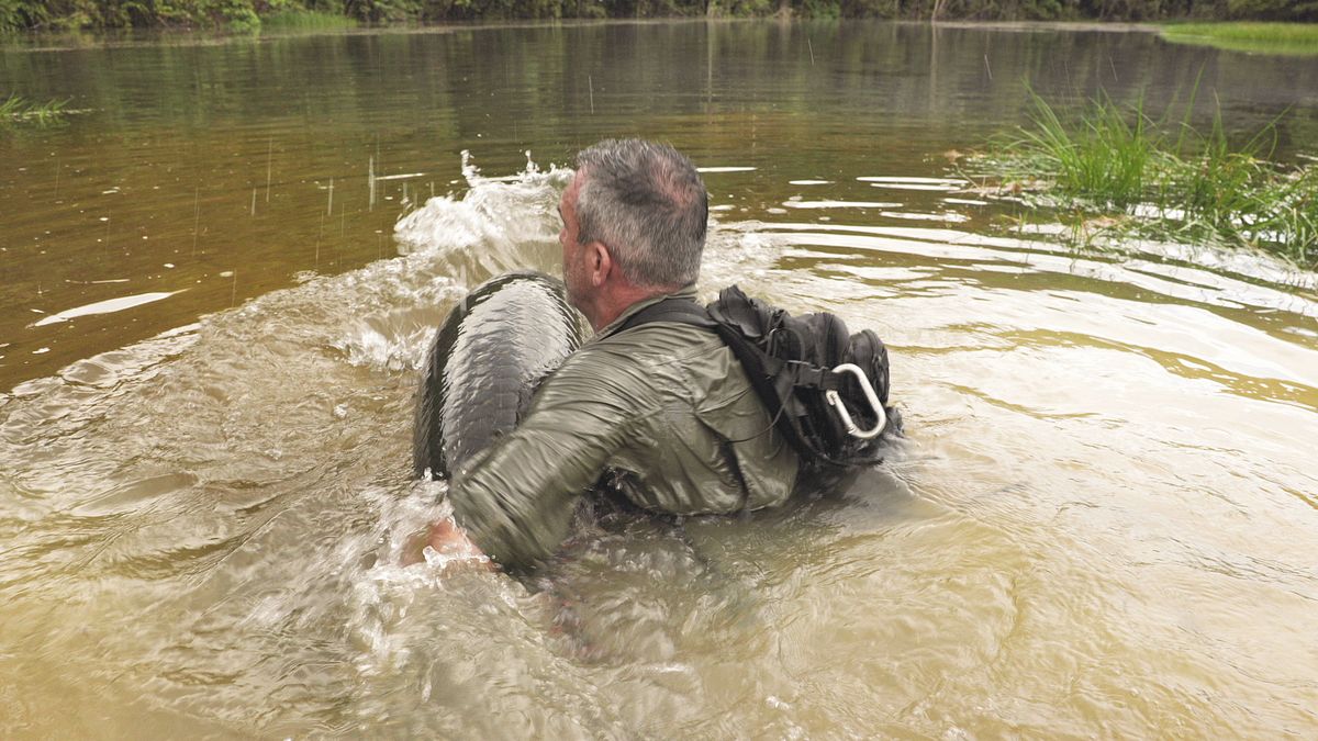 giganten unter wasser - riesenfischen auf der spur