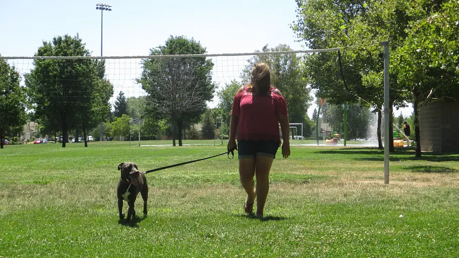 Pitbulls auf Bewährung pitbulls auf bewährung