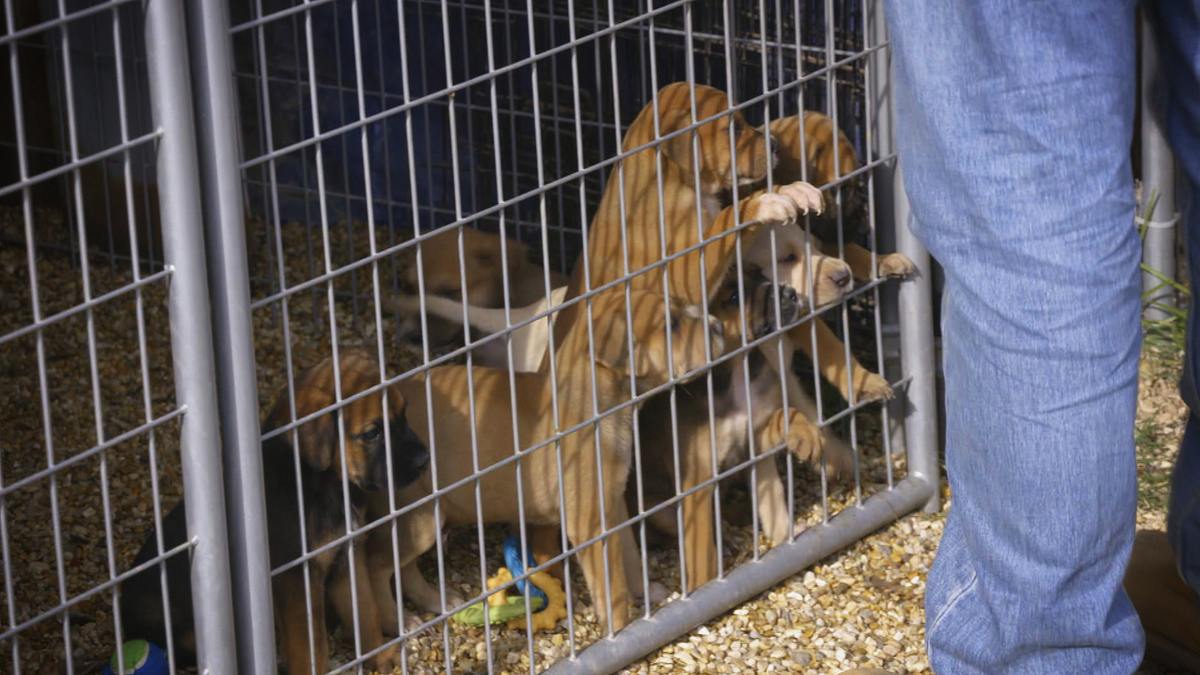Pitbulls auf Bewährung pitbulls auf bewährung