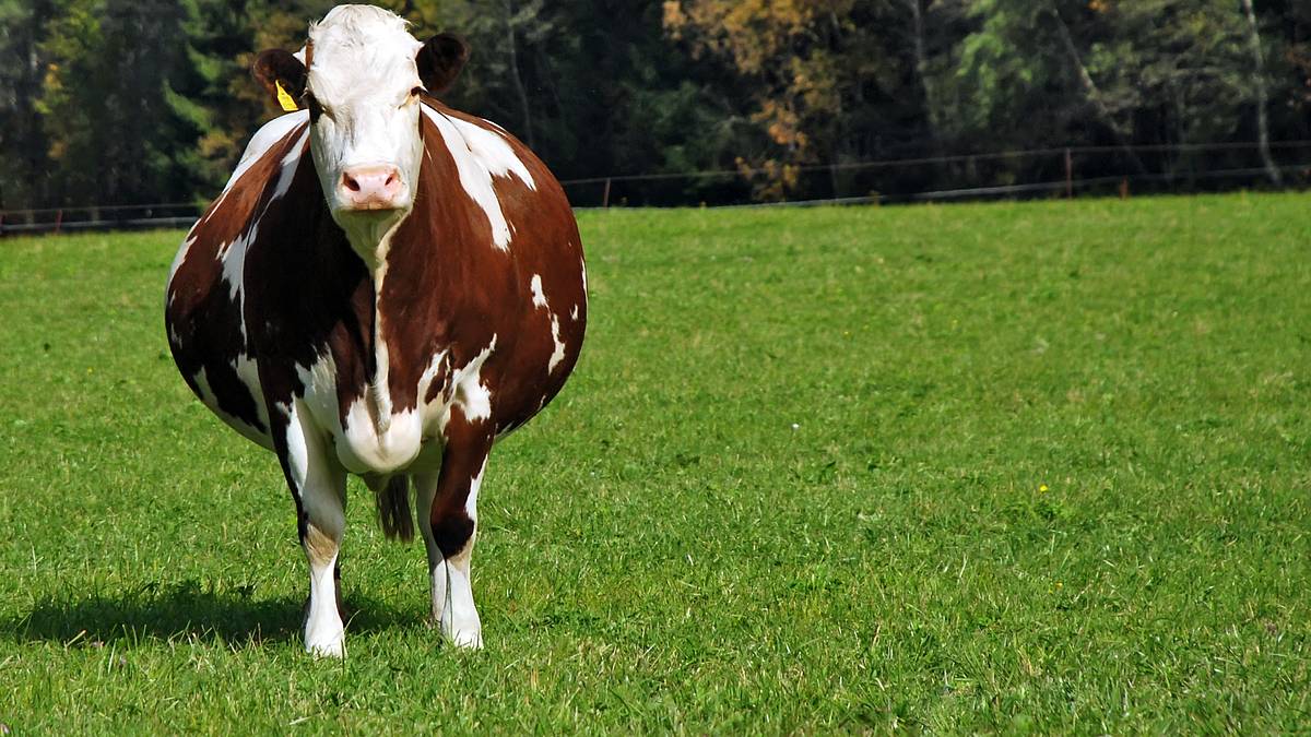 der unglaubliche dr. pol