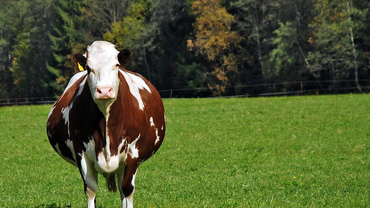 der unglaubliche dr. pol