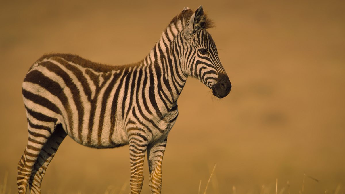 unglaubliche tierwanderungen