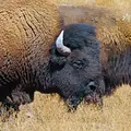 Phänomenale Natur Thumbnail