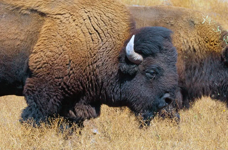 Phänomenale Natur phänomenale natur