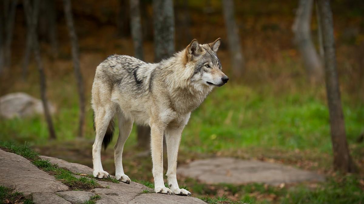 die superkräfte der tiere