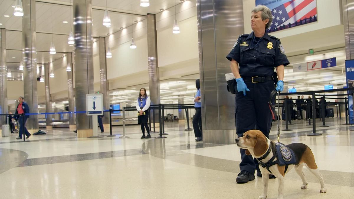flughafen new york - kampf den schmugglern
