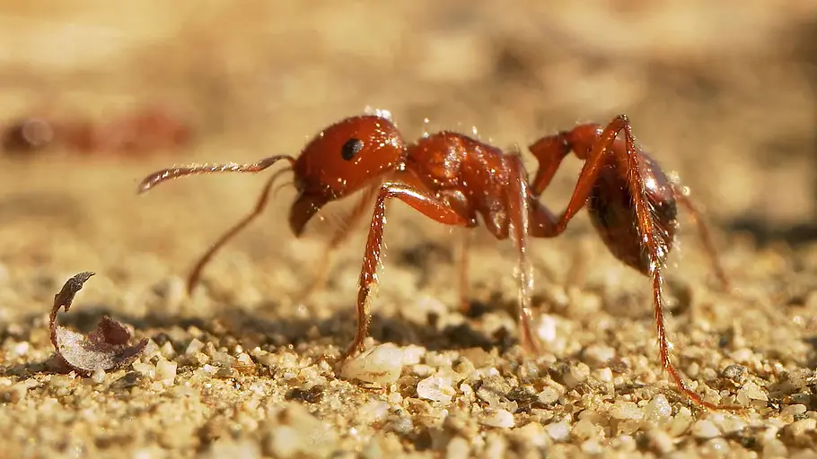 Insekten entschlüsselt insekten entschlüsselt