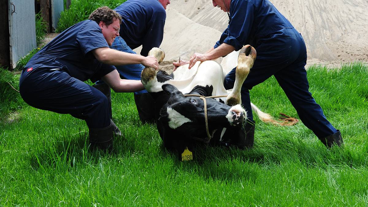 der unglaubliche dr. pol
