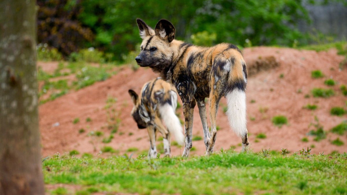 zoo und so - tierisch wild!