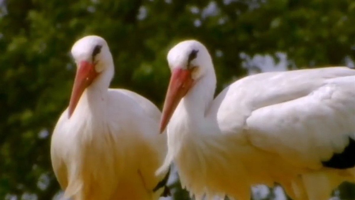 löwenzähnchen - eine schnüffelnase auf entdeckungstour