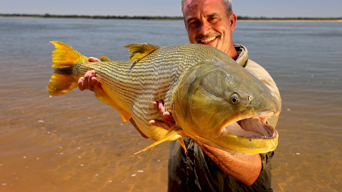 giganten unter wasser - riesenfischen auf der spur