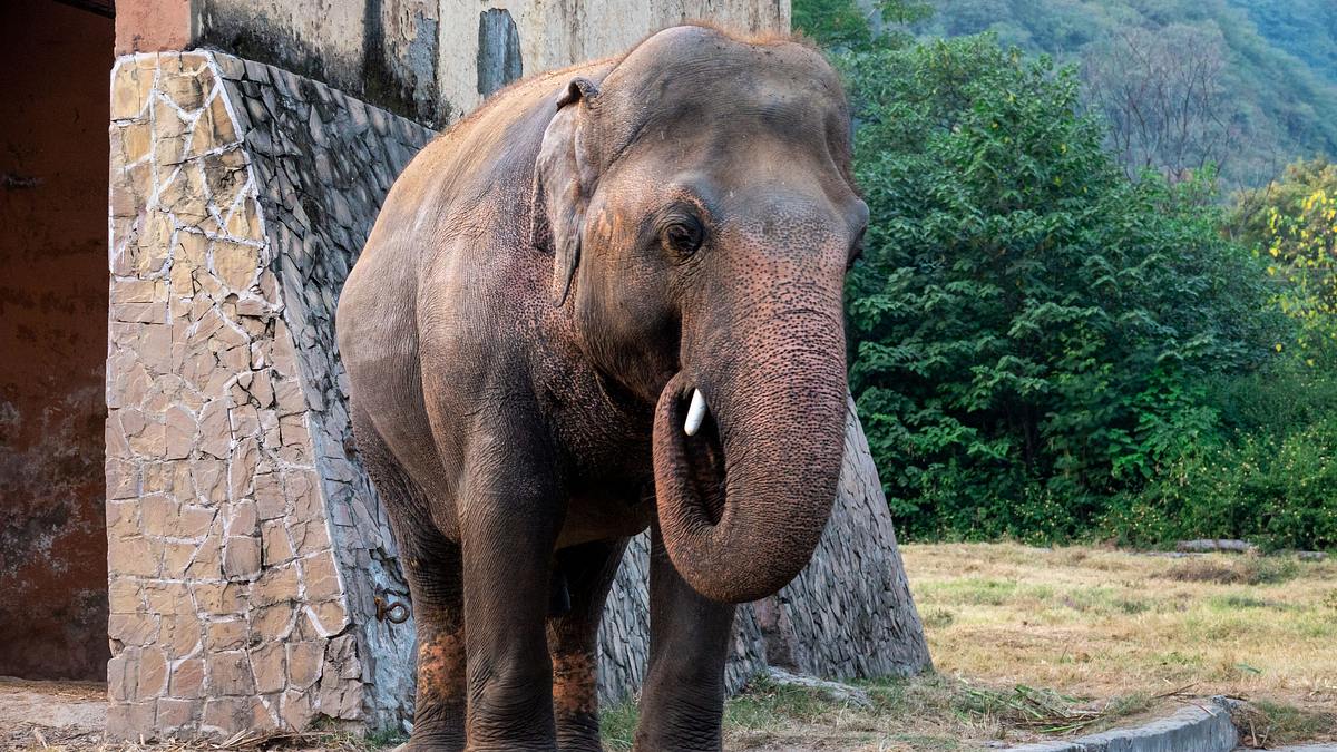 cher und der elefant