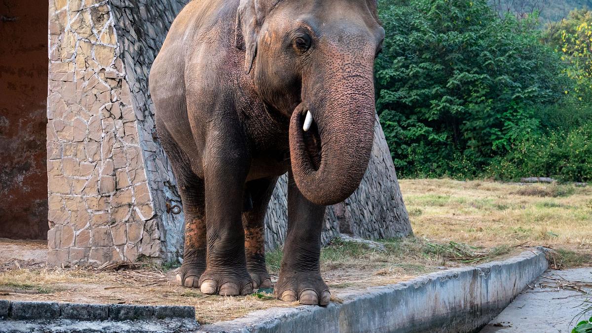 cher und der elefant