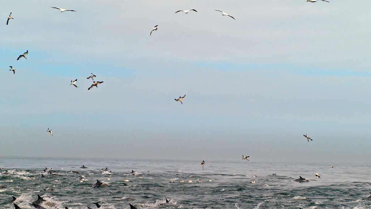 tierische freibeuter der meere