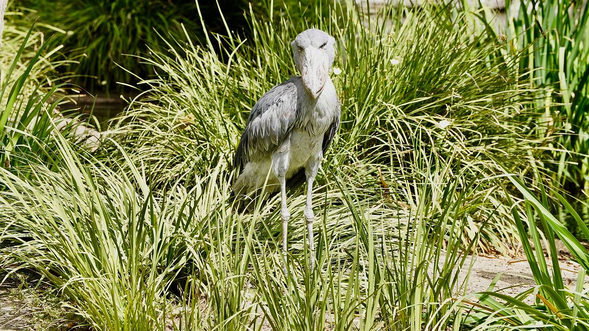 san diego zoo