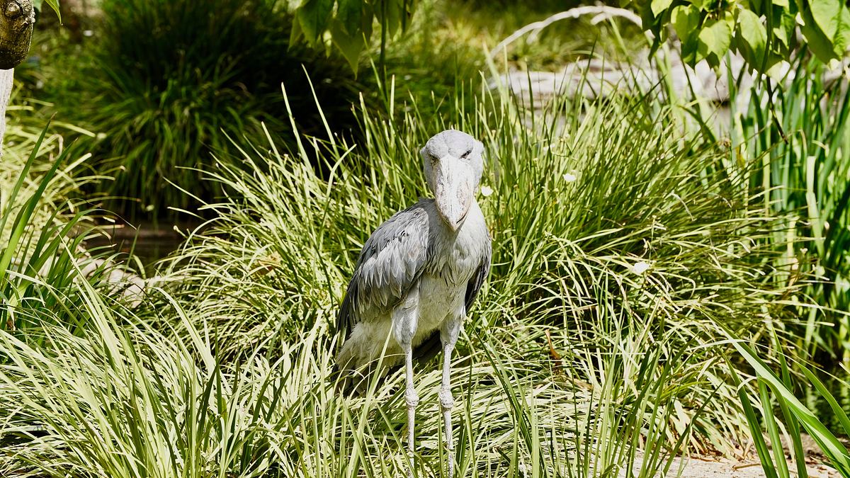 san diego zoo