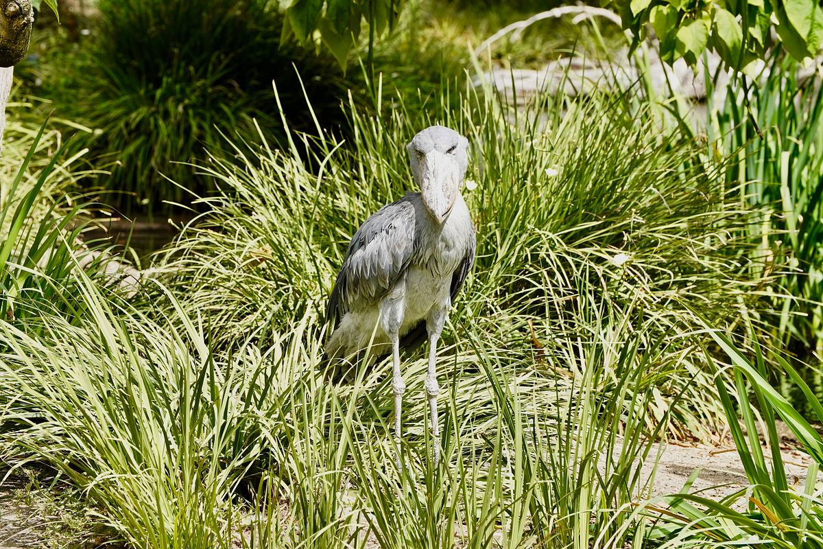 San Diego Zoo san diego zoo