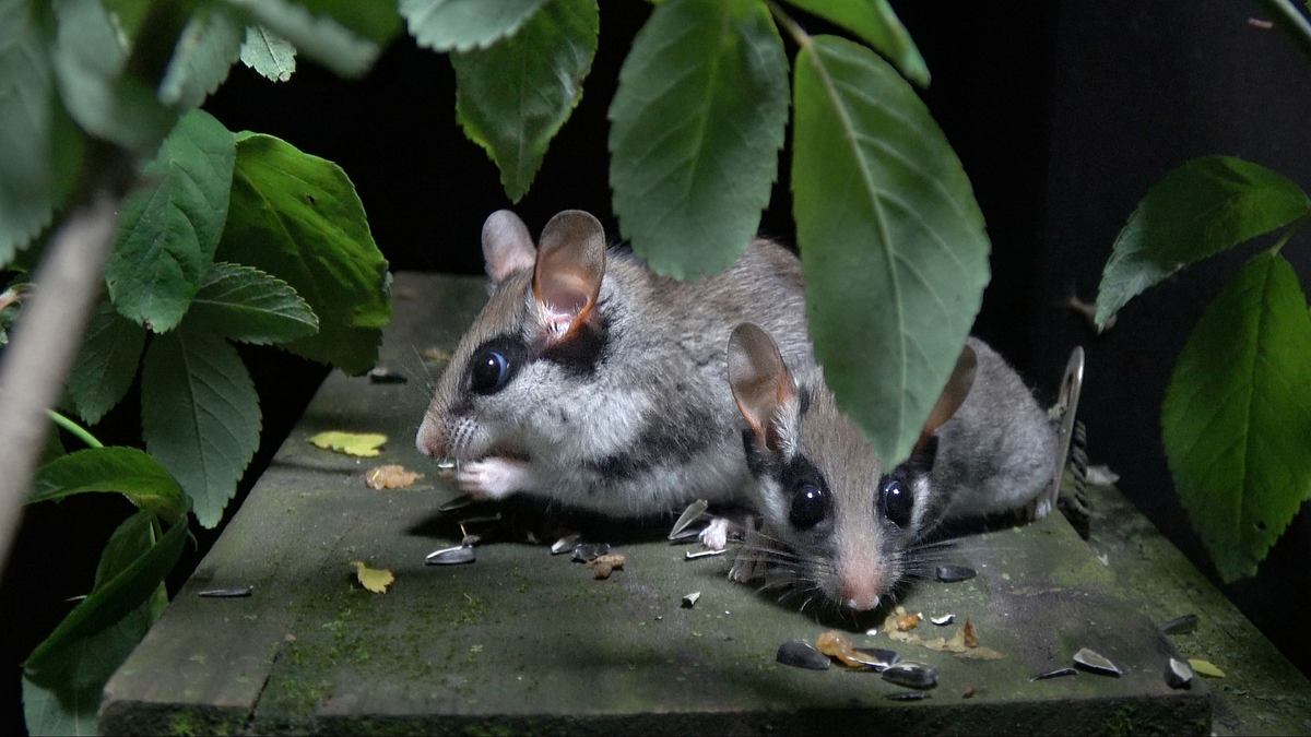 abenteuer wildnis