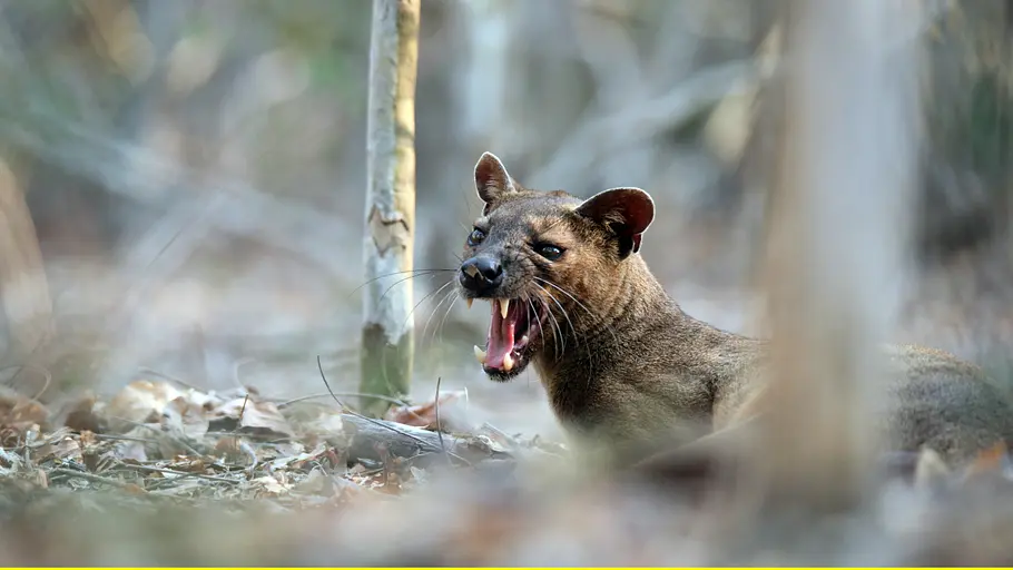 Unbekanntes Madagaskar unbekanntes madagaskar