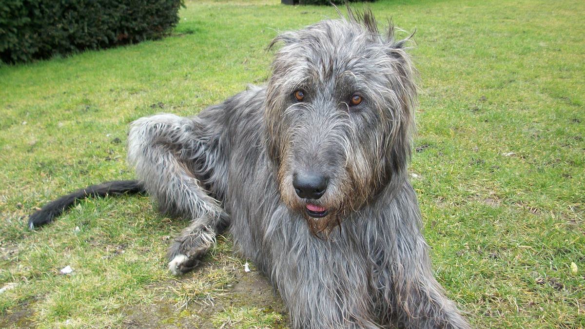 das große hunde-abc