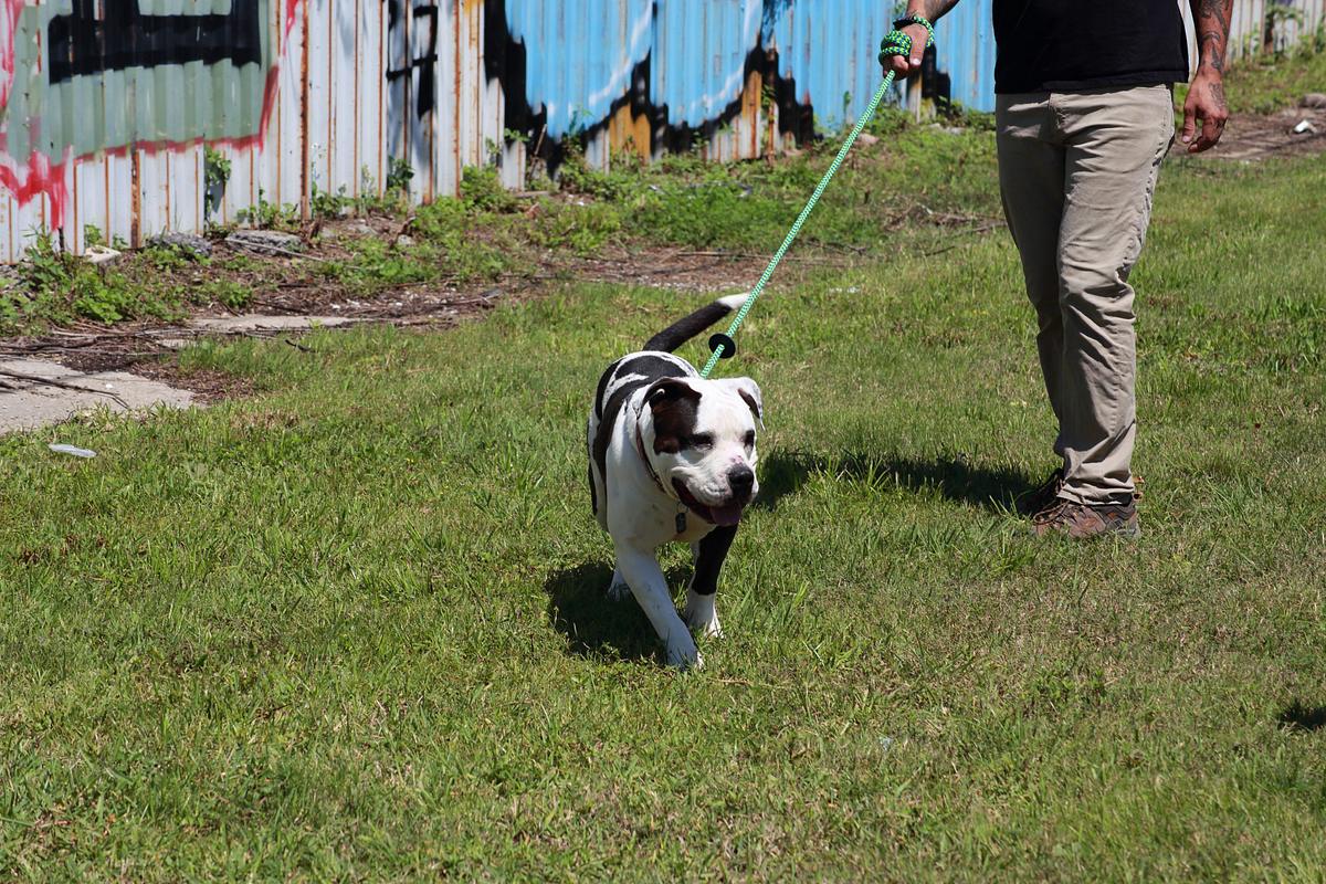 Pitbulls auf Bewährung pitbulls auf bewährung