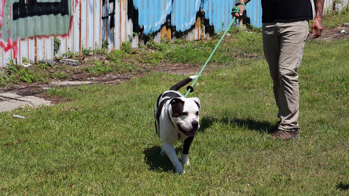pitbulls auf bewährung