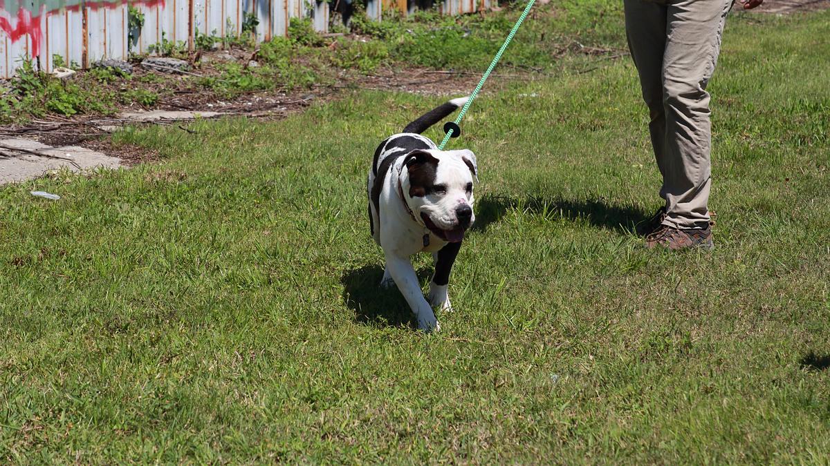 pitbulls auf bewährung