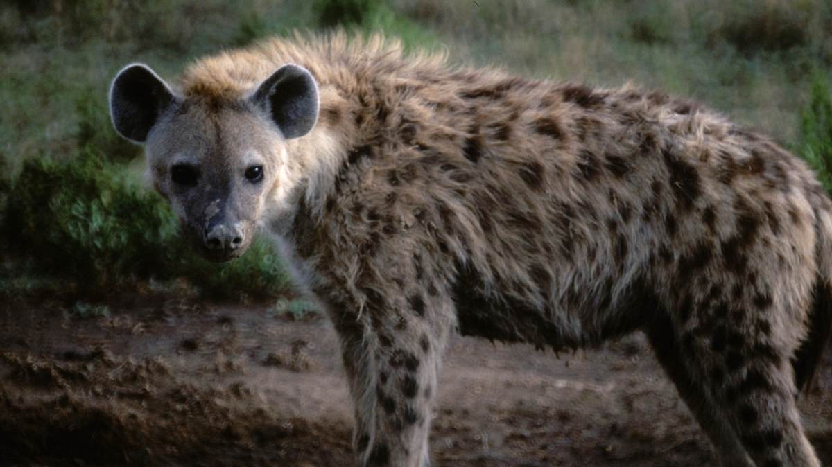 tierisch abgefahren