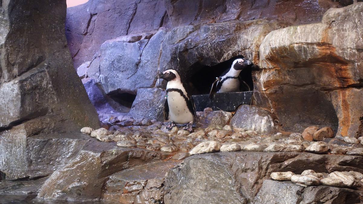 das atlanta-aquarium