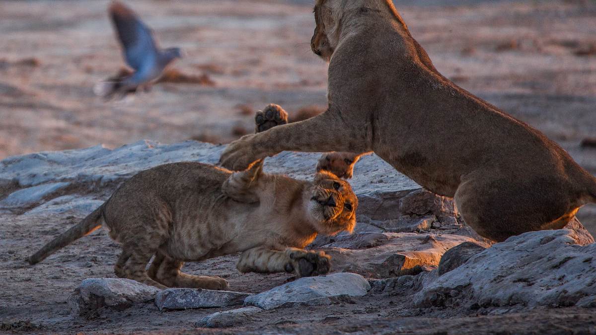 savage kingdom