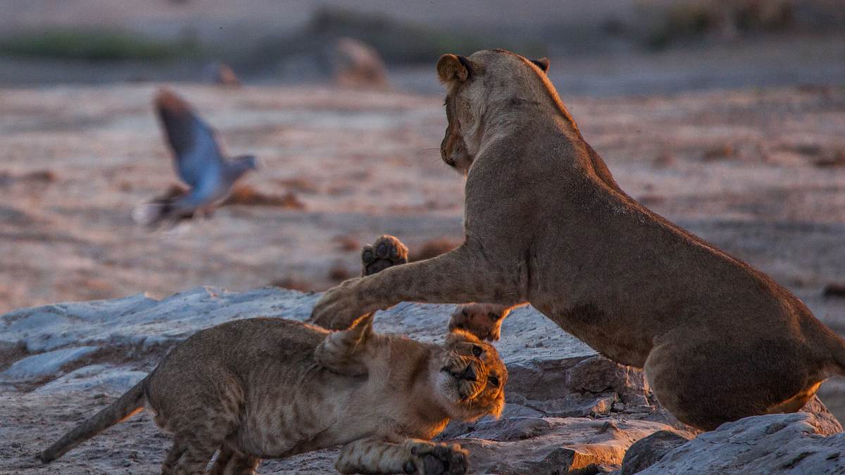 savage kingdom