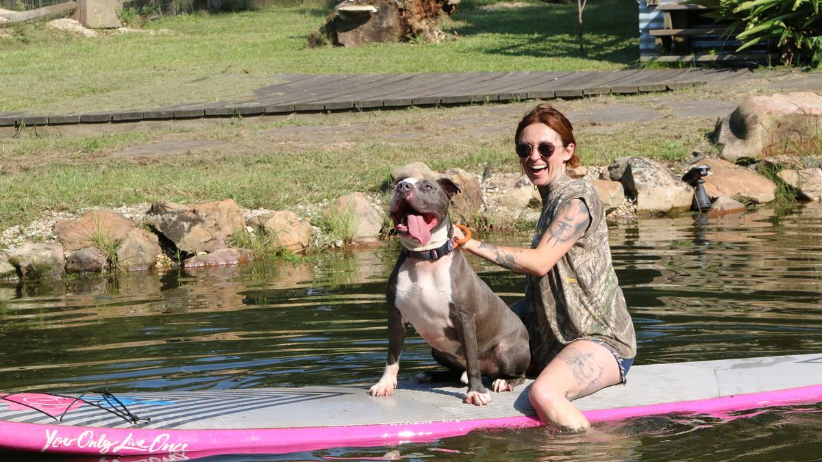 pitbulls auf bewährung