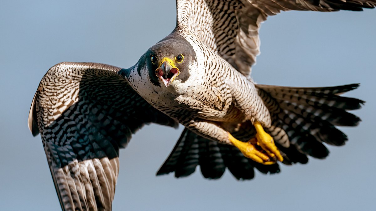 vögel