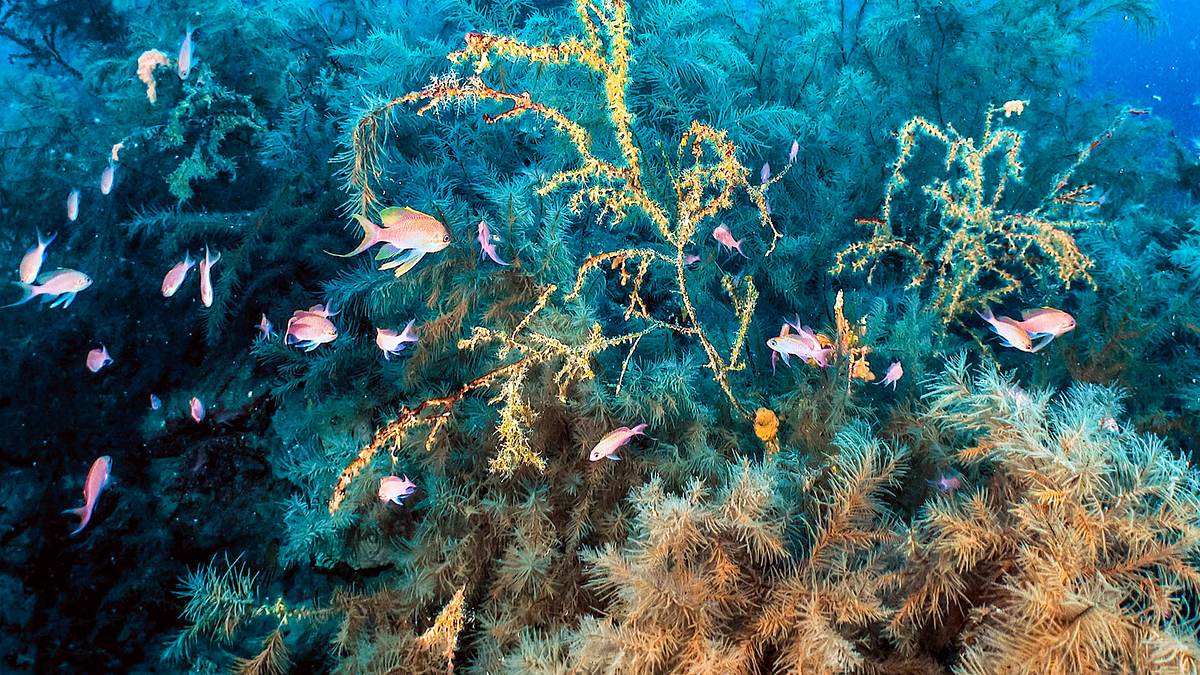 phoenix dok.thema: inseln - träume im meer