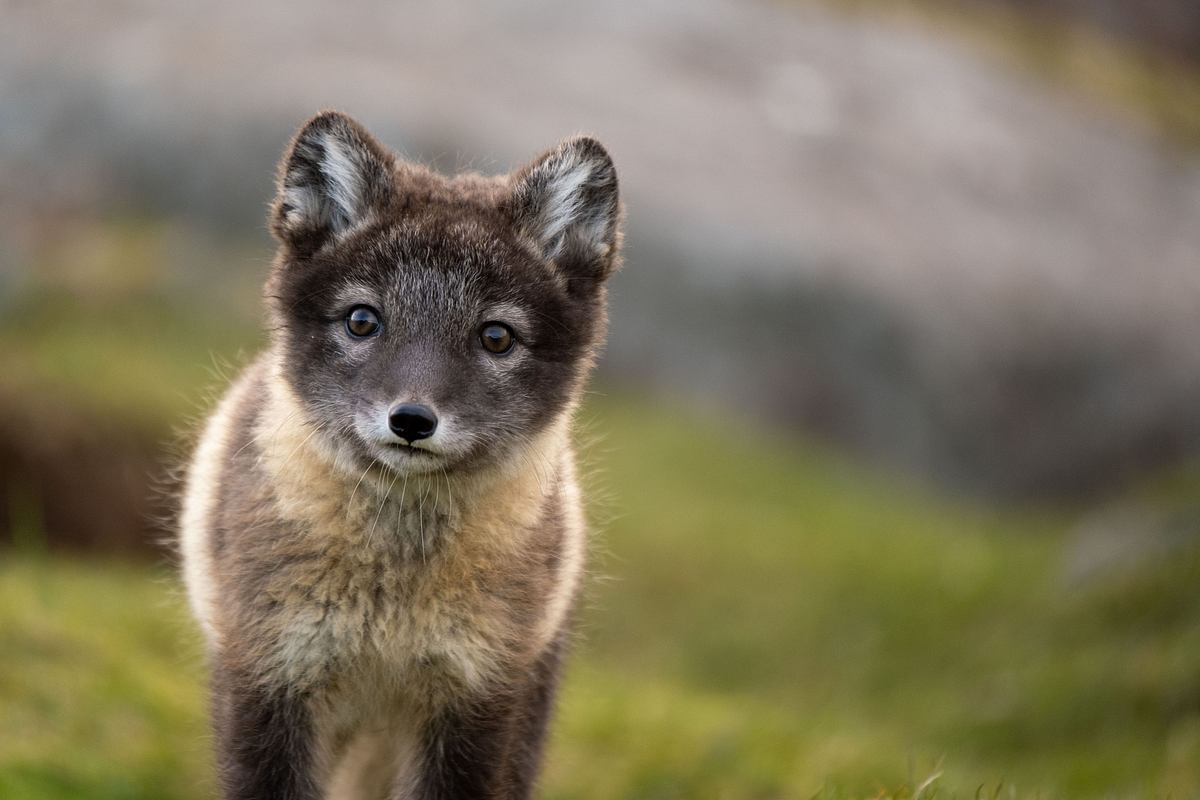 Unglaubliche Tierwanderungen unglaubliche tierwanderungen