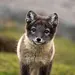 Unglaubliche Tierwanderungen Thumbnail