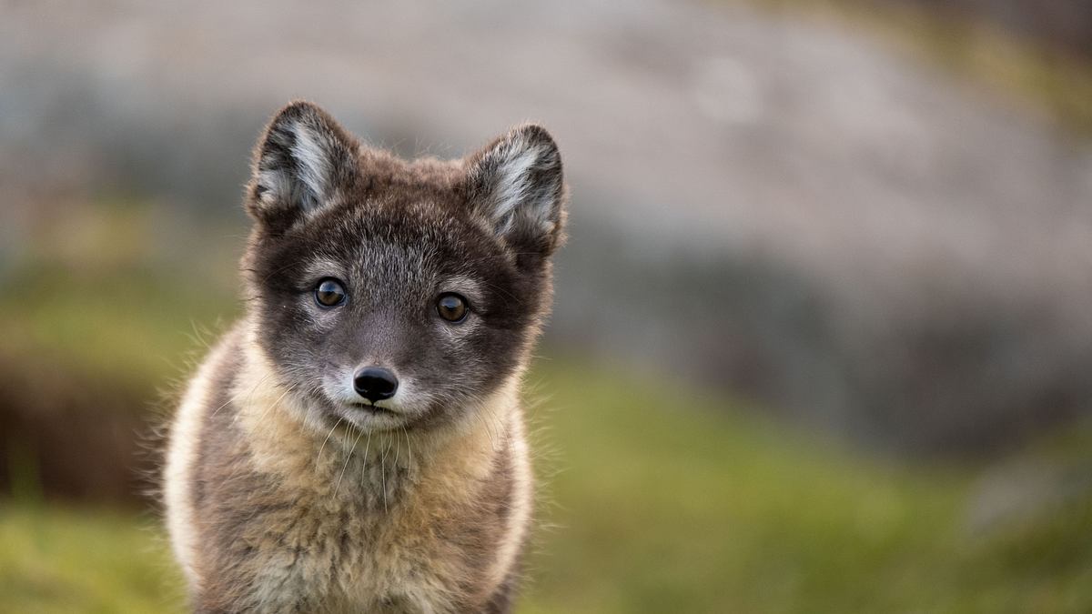 unglaubliche tierwanderungen