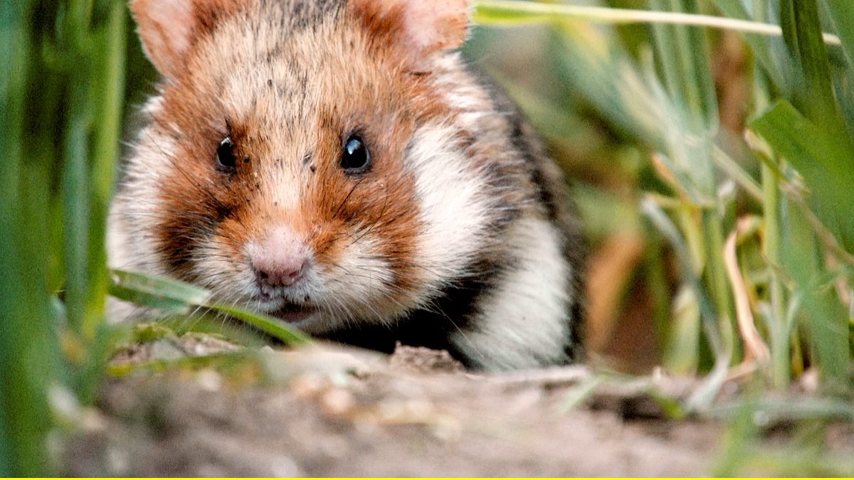 der kleine held vom hamsterfeld