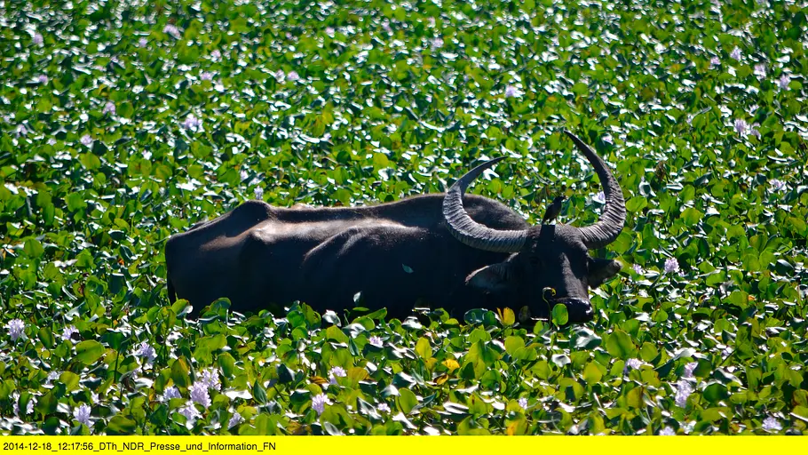 Geheimnisse Asiens - Die schönsten Nationalparks geheimnisse asiens - die schönsten nationalparks